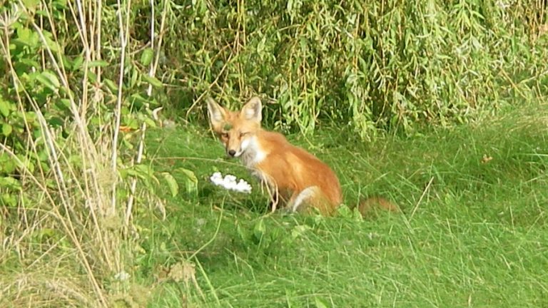 Espanola councilor: stop feeding the foxes