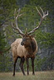 Elk project update  – new habitat site being developed