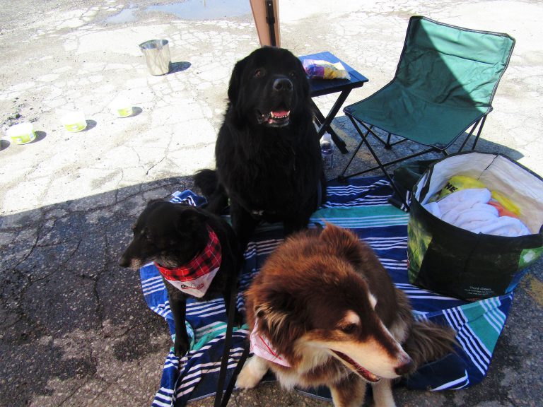 Pet Valu Walk for Guide Dogs Elliot Lake
