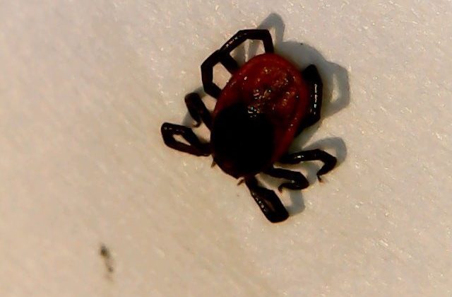 Sudbury-area tick tests positive for Lyme disease bacteria