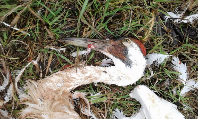 Killing of migratory bird under investigation