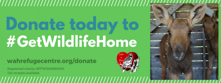 A donation will help wildlife centre in Lively