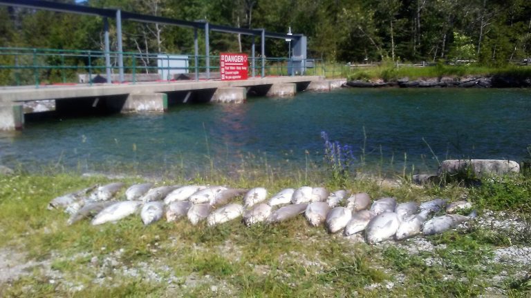 Ministry investigating fish die-off in Lake Manitou