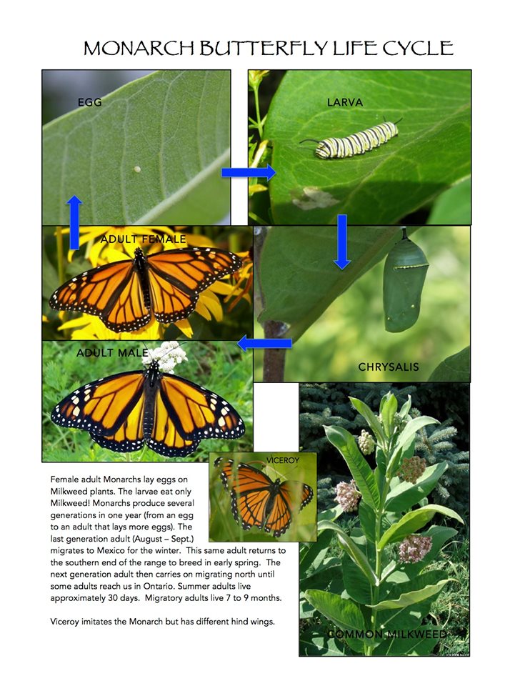 Monarch butterfly study underway on Manitoulin Island