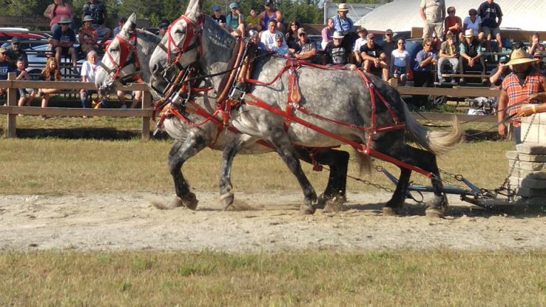 Massey Fair going hog wild this weekend