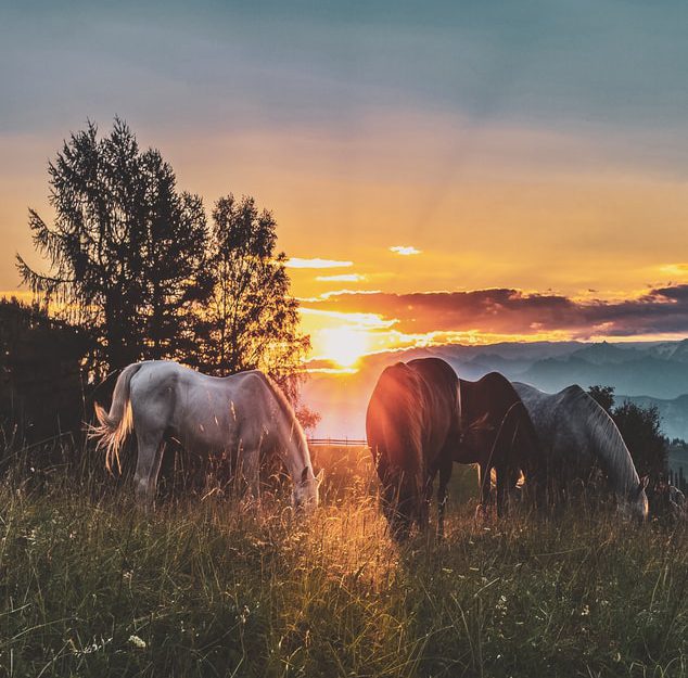 Two local horses test positive for Eastern Equine encephalitis