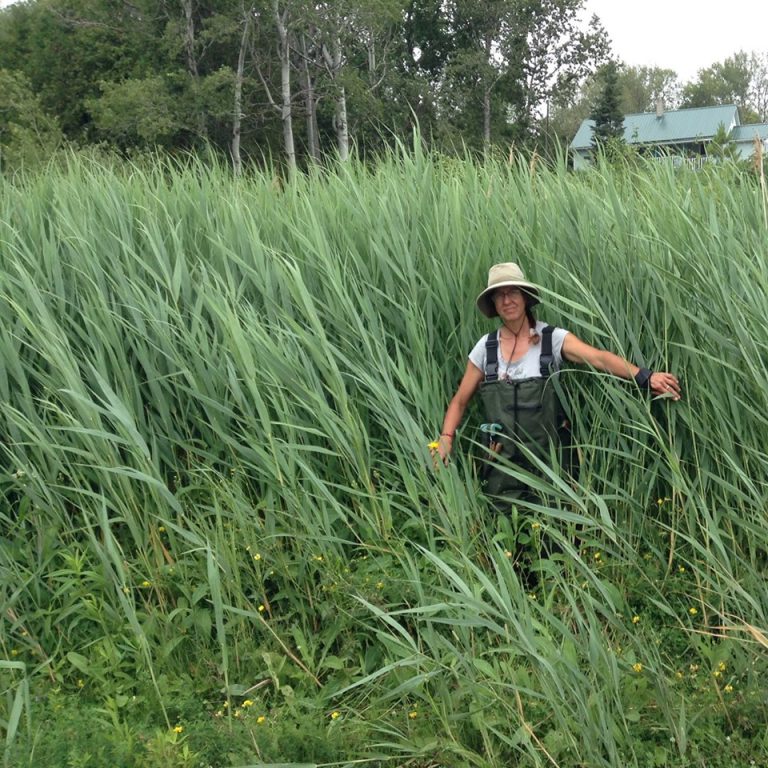 Invasive species nearly under control on Manitoulin Island