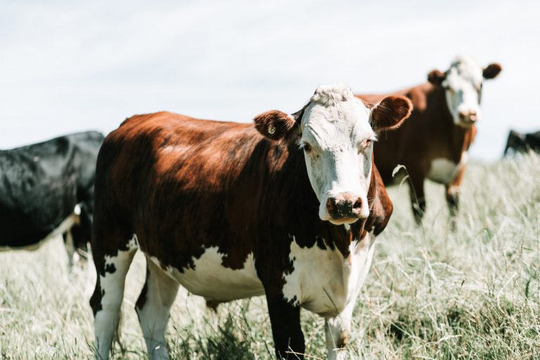 Beef farmers in trouble