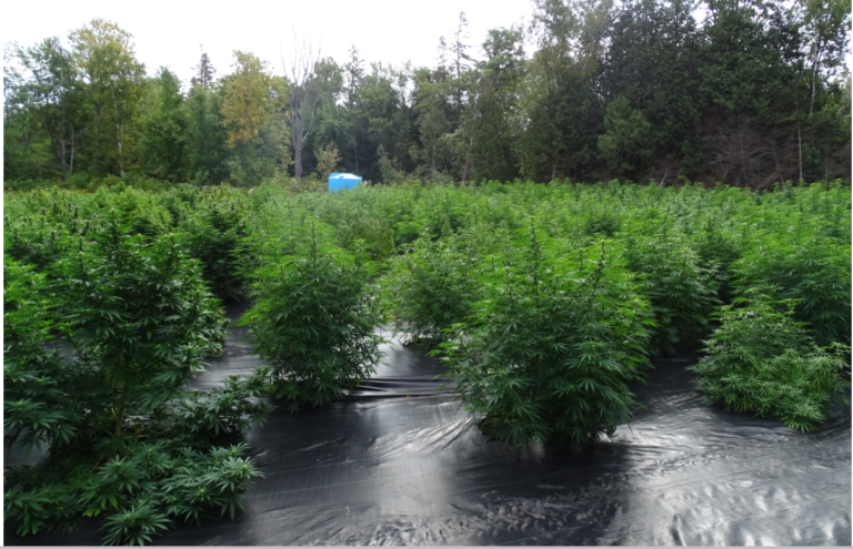 Greater Sudbury Police seize nearly $2 million in cannabis