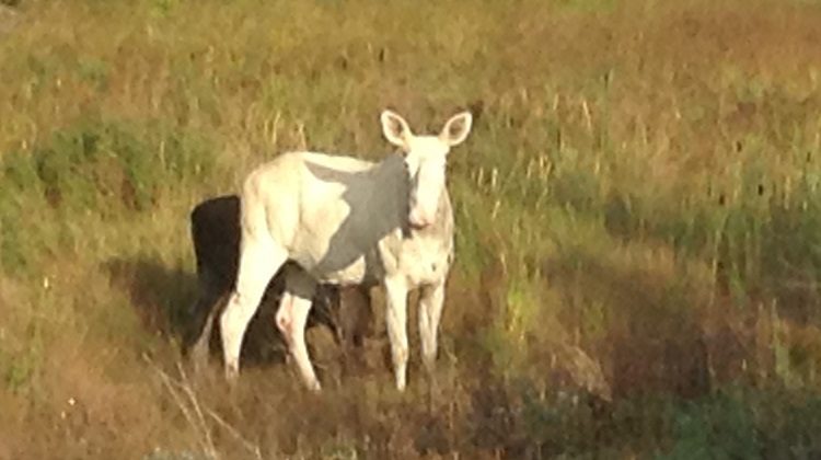 Still no one charged with killing of white moose