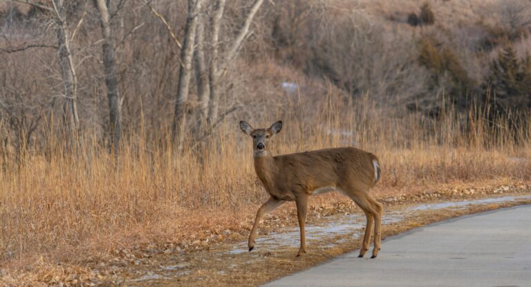 OPP remind public to watch for deer on roadways