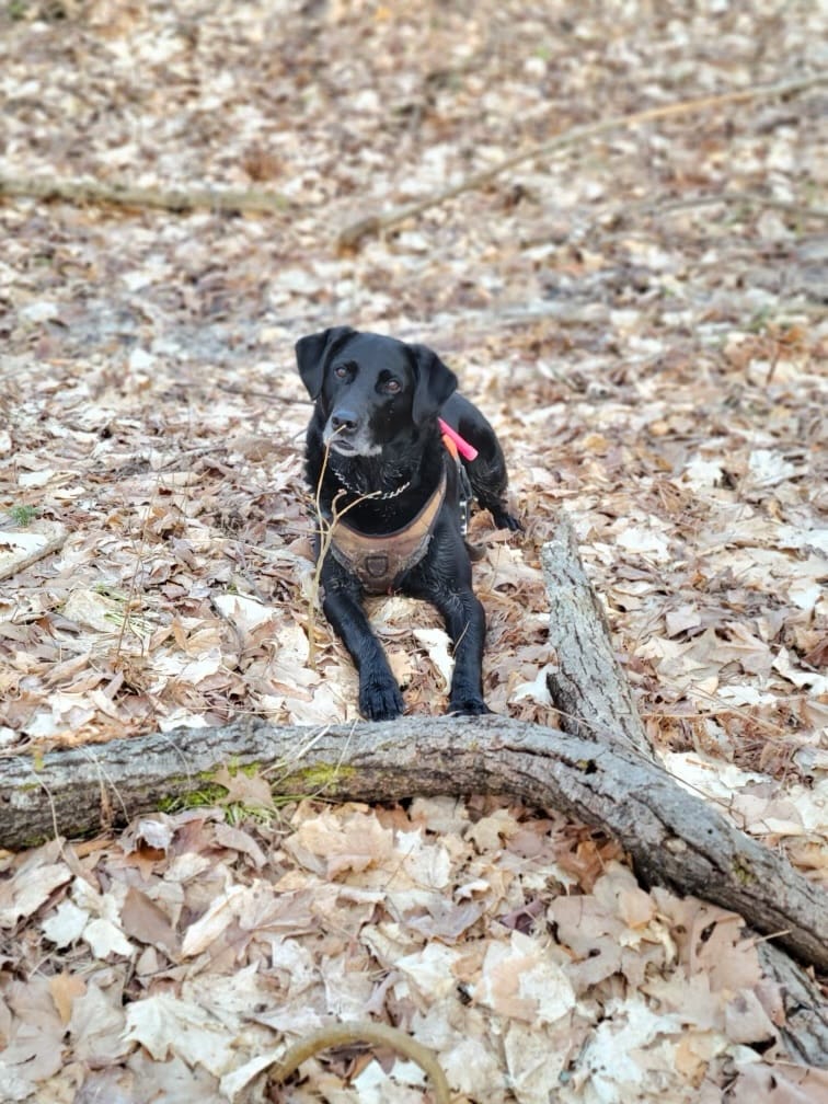 OPP canine unit finds missing Manitoulin Island man