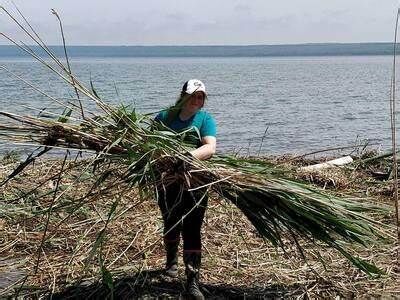 Fighting invasive plant on Manitoulin entering its 10th year