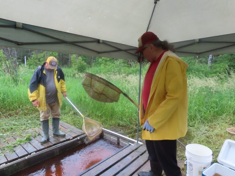 North Shore Anglers and Hunters Conservation Association carry out fish planting